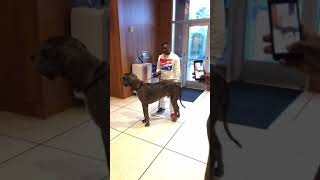 Cane corso..man lil boosie..wrong😂😂🤦🏽‍♂️ #boosie #lilboosie #boosiebadazz #doglover #dog #pets
