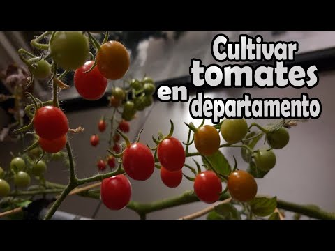 , title : 'Cómo sembrar tomates en departamento o casas (proceso completo)'