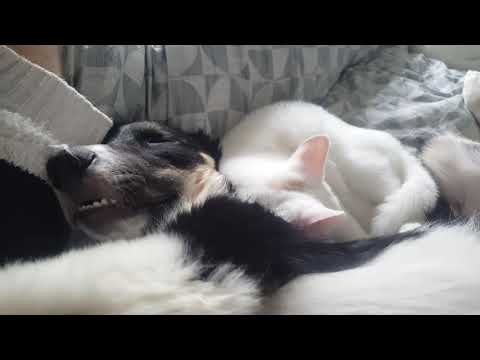 Hund und Katze - (Cat and dog): Schnurr-/ und Schnarchkonzert (Purr & Snore)