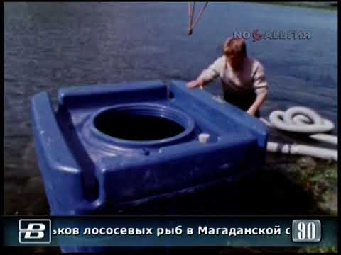 Магаданская обл. Разведение мальков лососевых рыб 2.08.1990