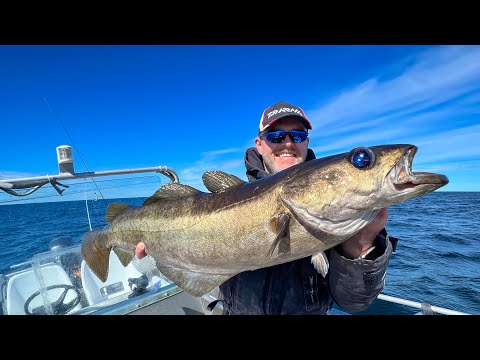 Angeln in Norwegen: Bergfjord Rorbuer - Dickdorsch, Heilbutt und Pollack in Mittelnorwegen