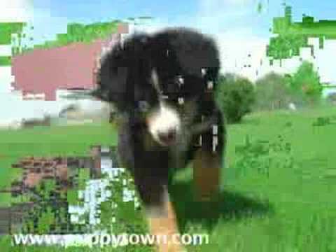 Pookie Pug Nintendo DS