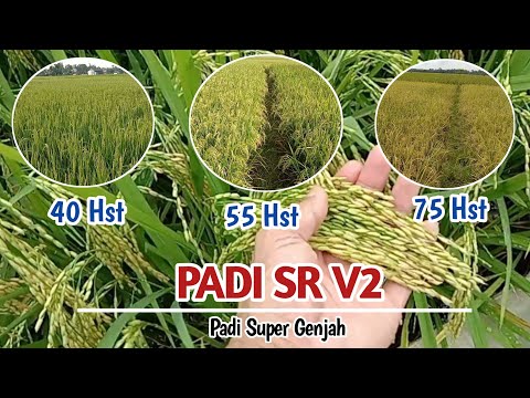 DESCRIPTION OF SR V2 RICE CAN BE HARVESTED AT 75 HST, RESISTANT TO FOLLING AND ULTRA DEPENDENT HPT