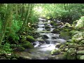 Babbling Brook - 1 Hour of Flowing Water & Nature Sounds [Fall Asleep Fast!]