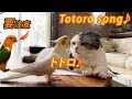 Cockatiel singing Totoro-song to cat.