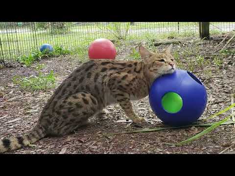 Mouser Savannah Cat Project- Episode 1
