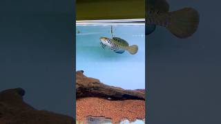 Download lagu poor small frog😭😱 #channa #shortsvideo #shorts #snakehead #predatorfish #predator #fishing #fish mp3