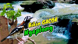 Download lagu Terapi air untuk burung #Anis macan - Gemericik air mengalir terapi burung macet bunyi mp3