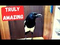 The Amazing Talking Magpie