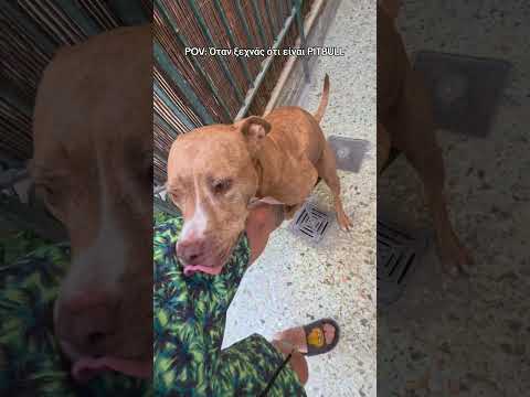 🆘️ όταν ξεχνάς ότι έχεις PITBULL 🆘️