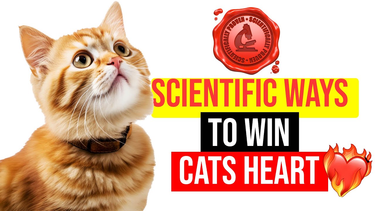 15 Scientifically Proven Ways to Win Your Cat's Heart!