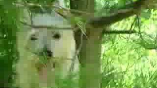 Duffy up a tree again