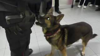 ariano-il-cane-pirat-conquista-la-pediatria