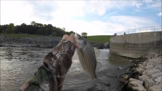 Early Fall Iowa Wiper.