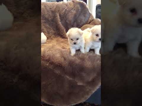 Bentley is a beautiful, intelligent toy MaltiPoo. Bentley has a beautiful, fluffy cotton coat