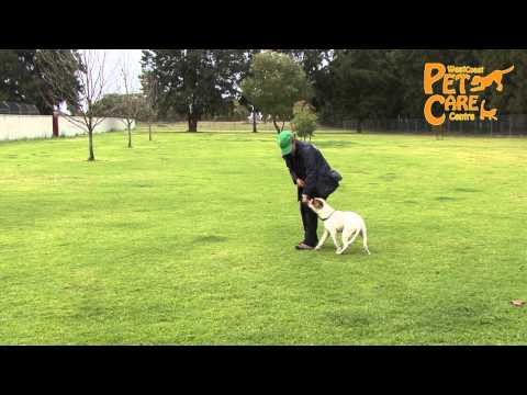 Portia Nova's Training Update