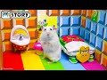 🍄 Hamster Super Mario Maze 🍄 Homura Ham Pets