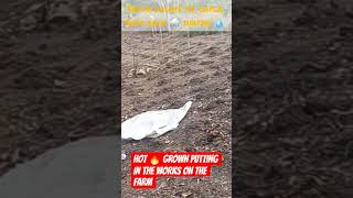 Download lagu 'FARMING'HOT GROWN'PUTTING IN THE'HARD WORKS'.. mp3 Download lagu 'FARMING'HOT GROWN'PUTTING IN THE'HARD WORKS'.. mp3