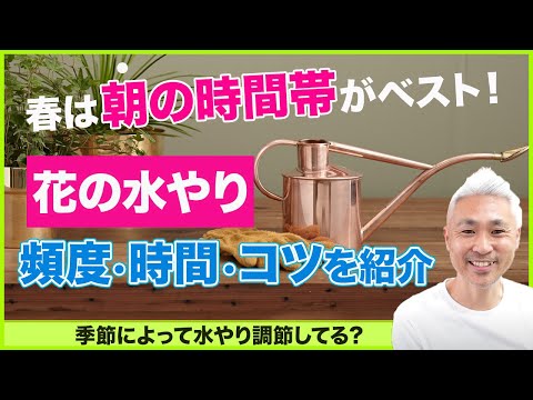 春にいつ、どのように植物に水をやるのですか？ヒント、コツ、避けるべき間違い  庭園