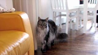 Maine Coon