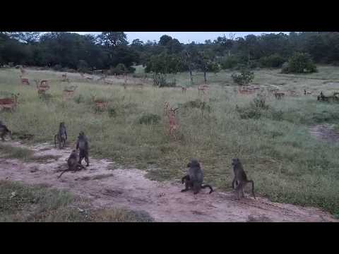 Male Baboon sends out warning at Djuma