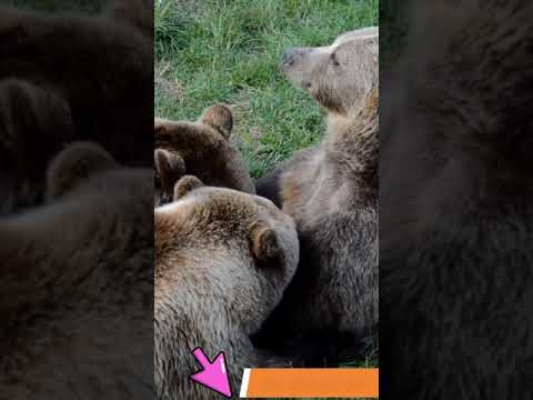 Adeel Collection   #Shorts