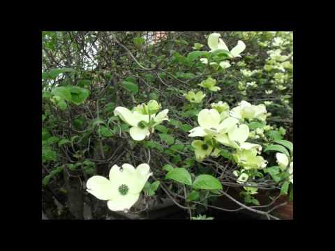 Picture slideshow of the trees from the video 'Pretty Trees...'