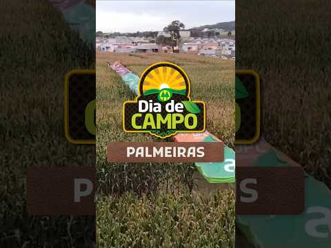 Dia de Campo COMIGO Safrinha - Palmeiras de Goiás