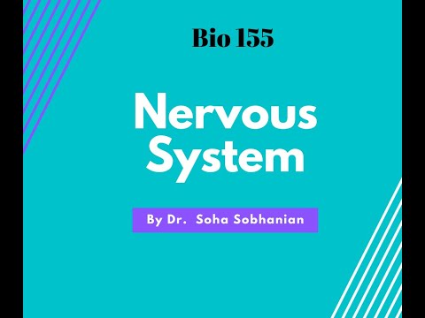 Central NS Part 1 (Biology 155)