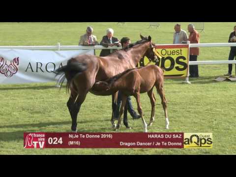 Show AQPS Le Lion 2016 : Lot 24 - N(Je Te Donne 2016)