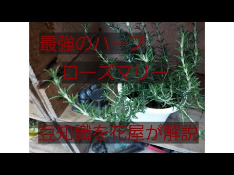 ローズマリーの越冬のヒント 植物