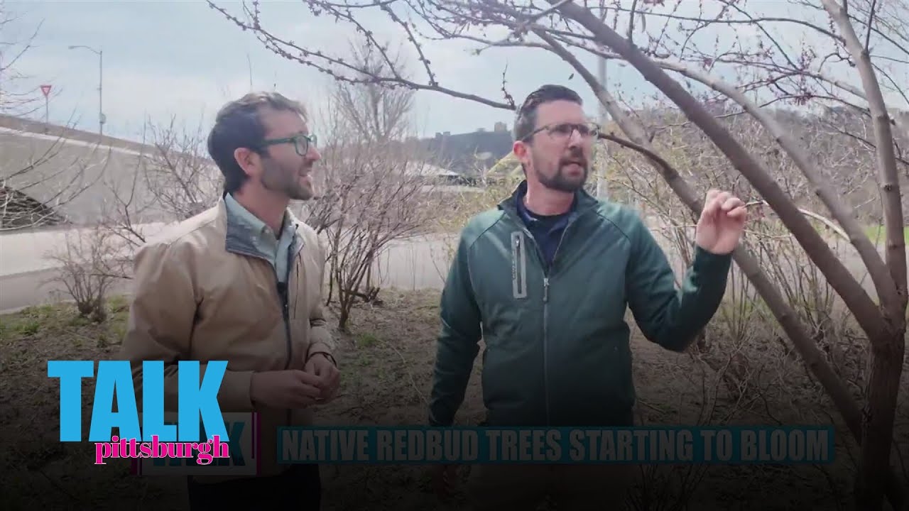 Native redbud trees starting to grow