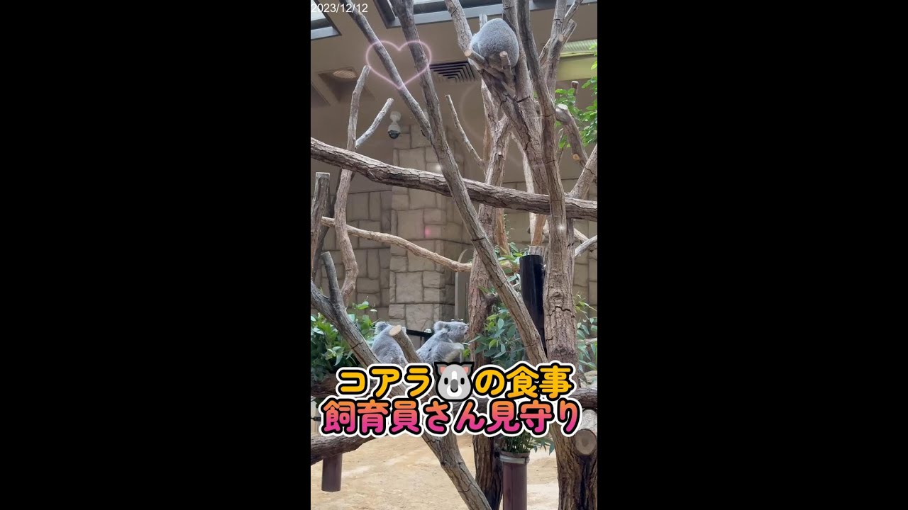 【コアラ】縦動画 飼育員さんに見守られながらもぐもぐ😊