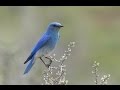 Teaching Kids About Bluebirds