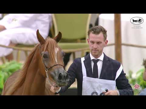 N 60 AREEBA AL SHAQAB   1st Qatar Arabian Horse Show Local Bred