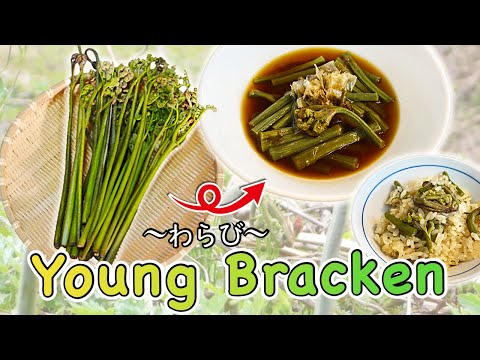 How to cook & eat Bracken (Japanese side dish/foraging) 〜わらび〜  | easy Japanese home cooking recipe