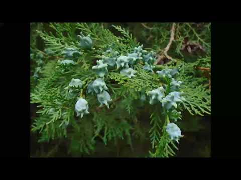 Lebensbaum, Thuja, Heilpflanze