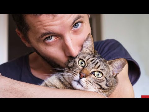 The Truth About Cats And Their Owners