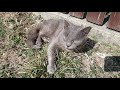 Gray Cat Meowing After Cuddle And Angry