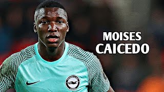 Moisés Caicedo 2023 - Skills, Tackles & Goals | HD