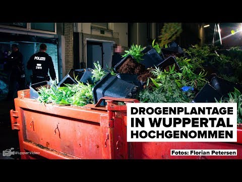 Drogen-Rekordfund in Wuppertal - Mehr als 1000 Cannabispflanzen bei Zugriff entdeckt | 27.11.2019