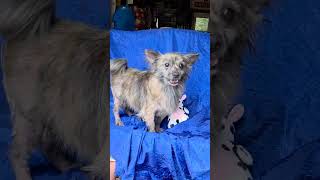 Video preview image #1 Chiranian Puppy For Sale in Cuba, NY, USA