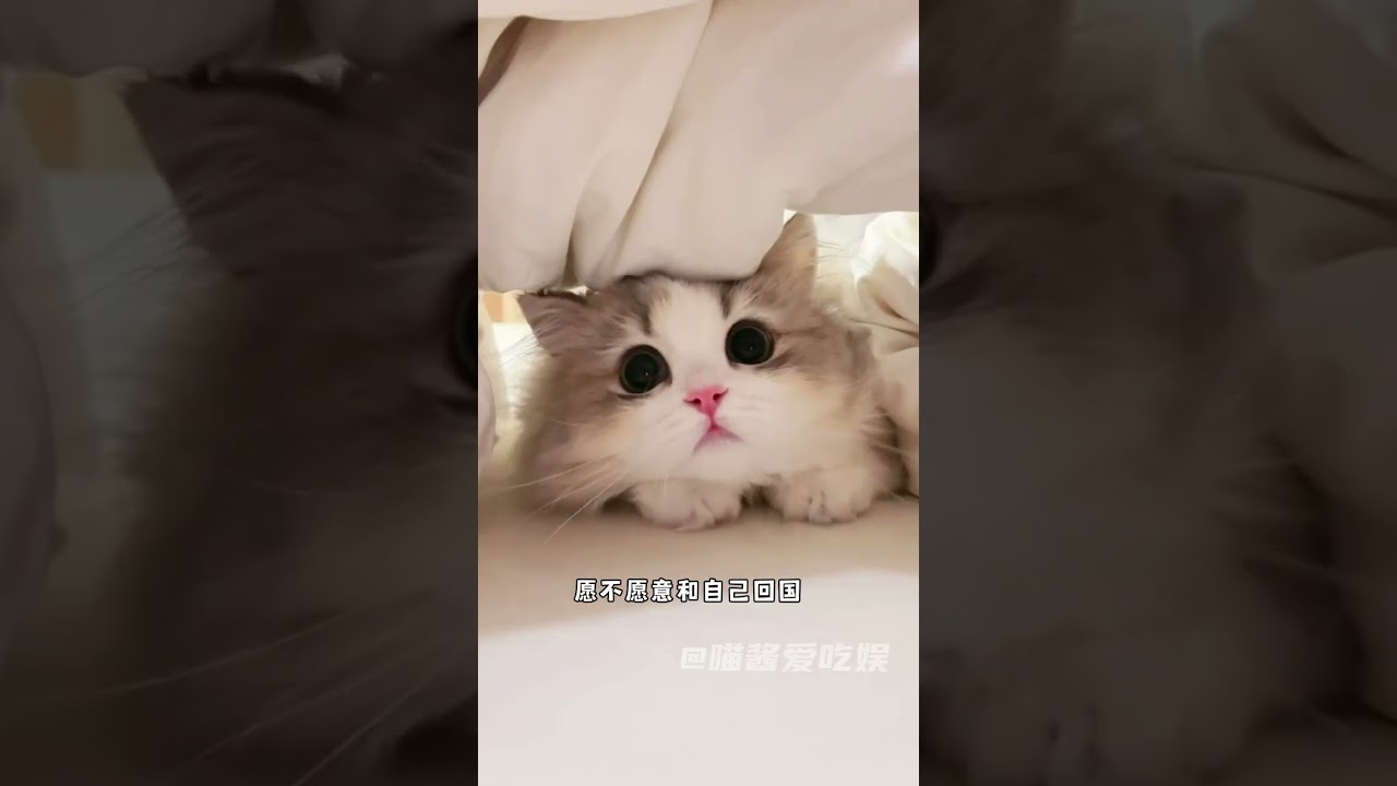 我要验牌，牌没有问题#塔罗牌 #猫猫 #猫咪 #萌宠