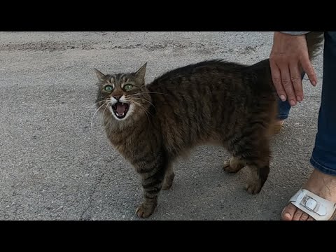 Cat meowing very loudly with extraordinary speed