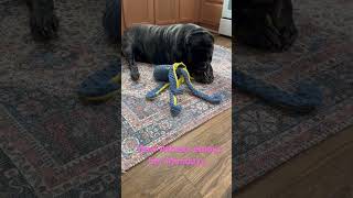 Download lagu Athena enjoying her toy . #athenamedusa #doglover mp3 Download lagu Athena enjoying her toy . #athenamedusa #doglover mp3