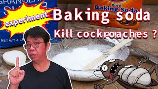 Is it true that baking soda and sugar can kill cockroaches?  12 days of experiment records