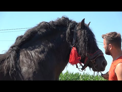 Armasarii lui Marius de la Turda, Cluj - 2020 Nou!!!