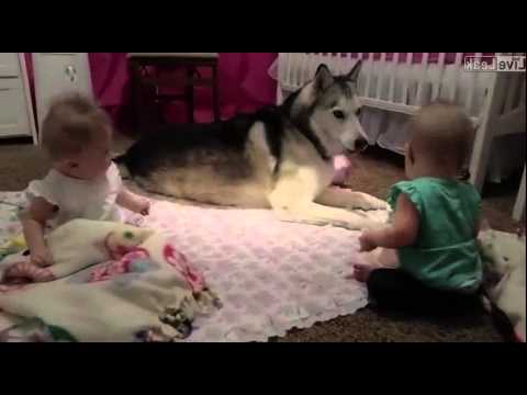 Husky adorable entertains twin babies