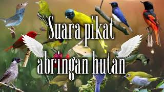 Download lagu Suara pikat semua jenis burung // abringan hutan mp3