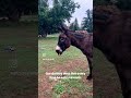 Our donkey does this every time he eats minerals 😂 #donkey #dramaticdonkey #animalshorts